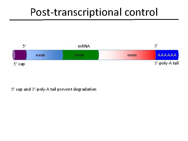 Post-transcriptional control 5’ 3’ m. RNA exon 5’ cap and 3’-poly-A tail prevent degradation