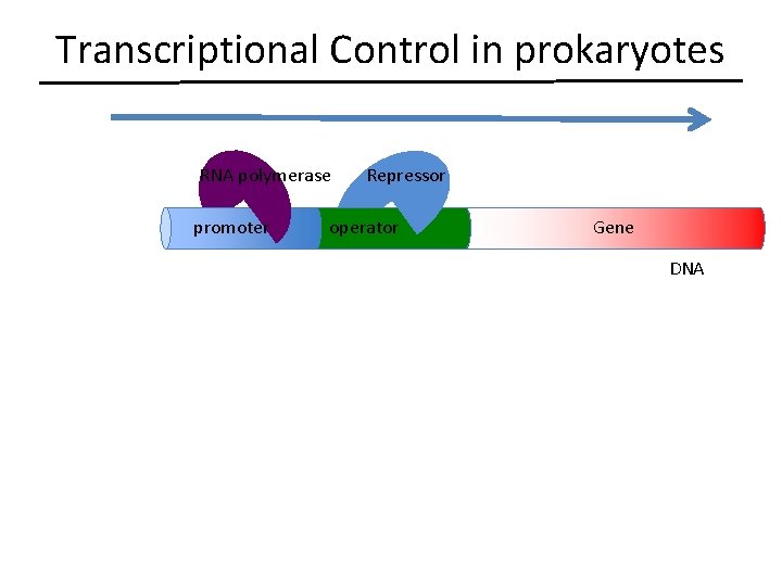Transcriptional Control in prokaryotes RNA polymerase promoter Repressor operator Gene DNA 