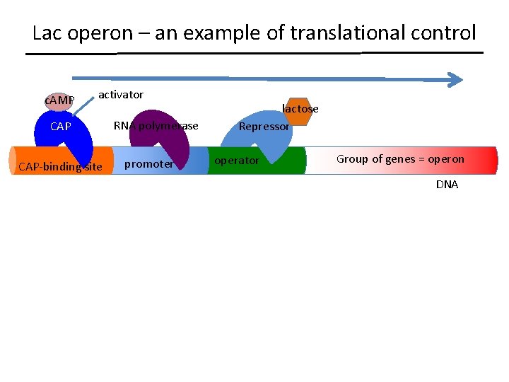 Lac operon – an example of translational control c. AMP activator CAP-binding site RNA