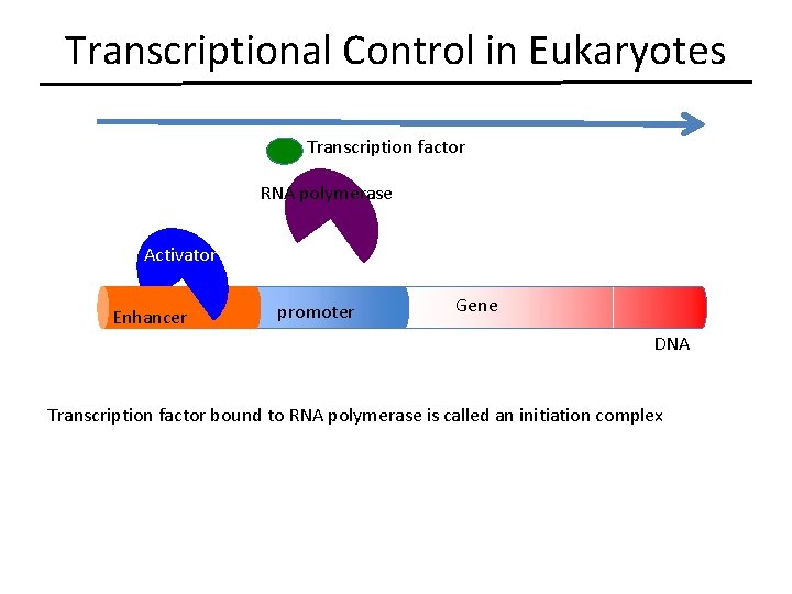 Transcriptional Control in Eukaryotes Transcription factor RNA polymerase Activator Enhancer promoter Gene DNA Transcription