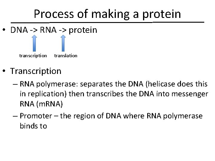 Process of making a protein • DNA -> RNA -> protein transcription translation •