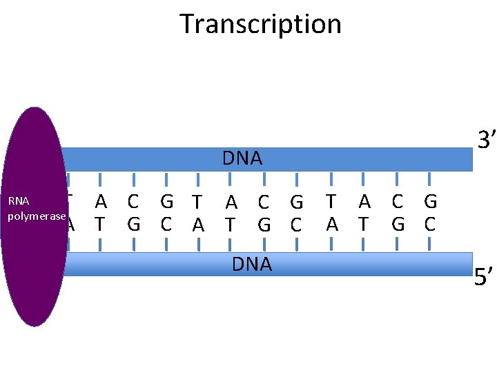 Transcription 5’ DNA 3’ T A C G A T G C RNA polymerase