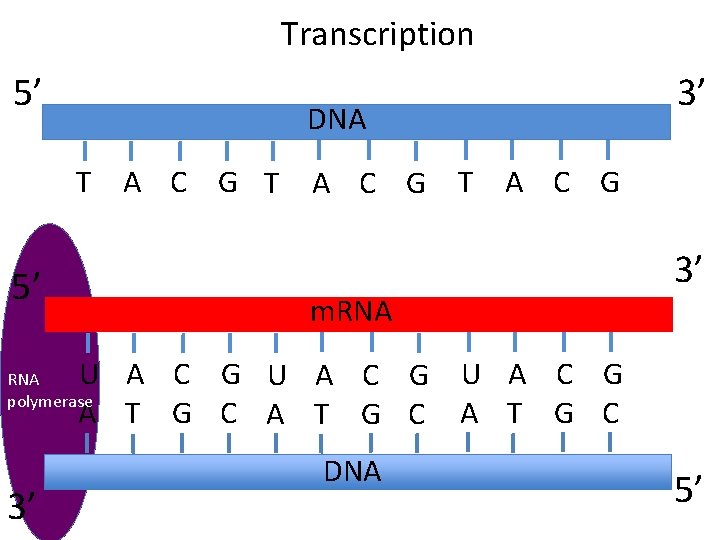 Transcription 5’ DNA 3’ T A C G 5’ m. RNA 3’ U A