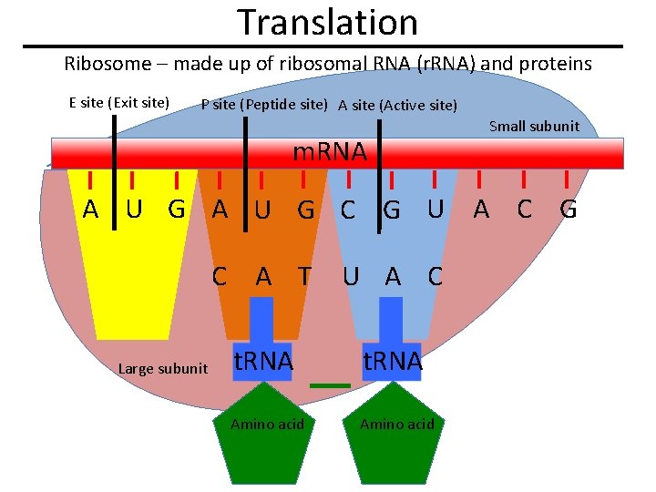 Translation Ribosome – made up of ribosomal RNA (r. RNA) and proteins E site