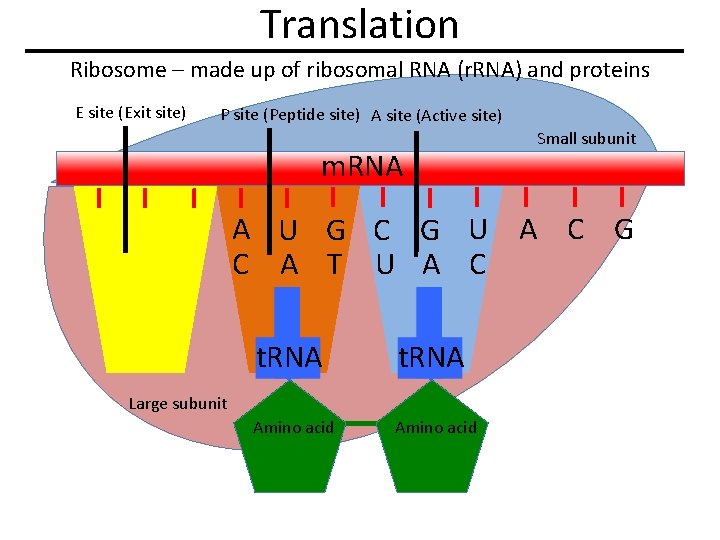 Translation Ribosome – made up of ribosomal RNA (r. RNA) and proteins E site