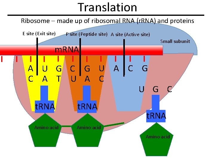 Translation Ribosome – made up of ribosomal RNA (r. RNA) and proteins E site