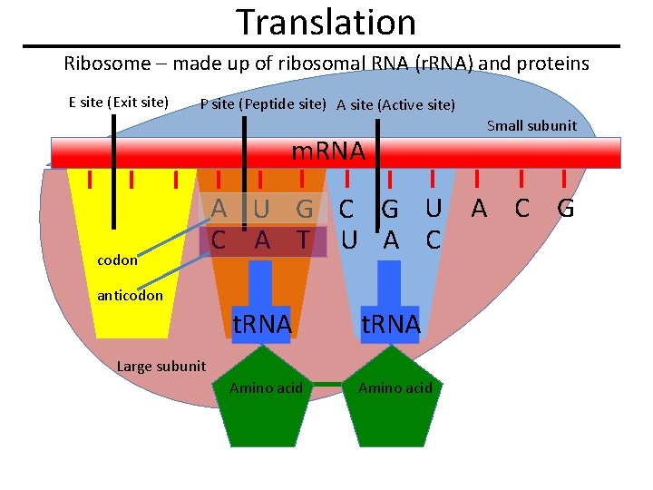 Translation Ribosome – made up of ribosomal RNA (r. RNA) and proteins E site