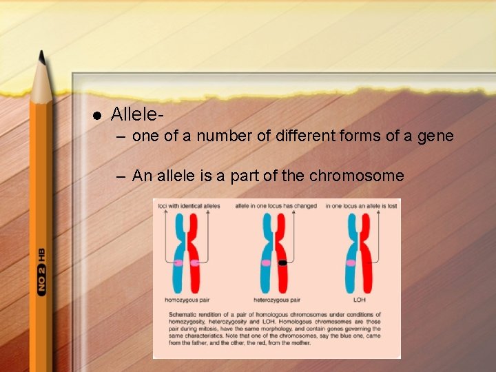 l Allele– one of a number of different forms of a gene – An