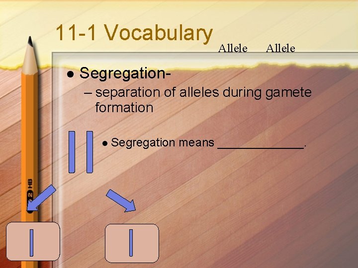 11 -1 Vocabulary l Allele Segregation– separation of alleles during gamete formation l Segregation