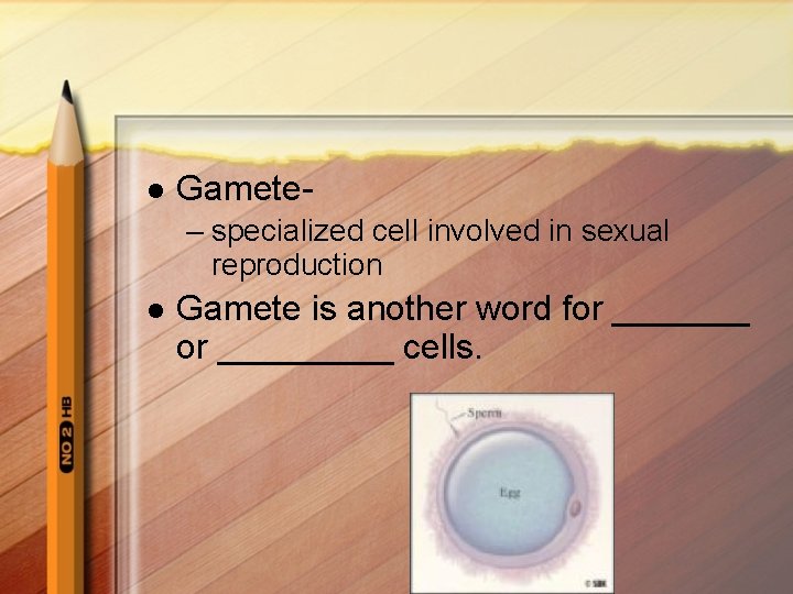 l Gamete– specialized cell involved in sexual reproduction l Gamete is another word for