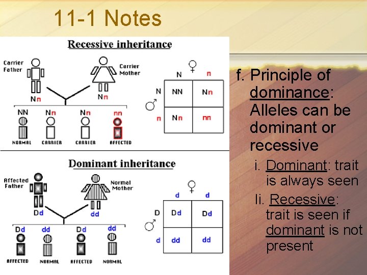 11 -1 Notes f. Principle of dominance: Alleles can be dominant or recessive i.