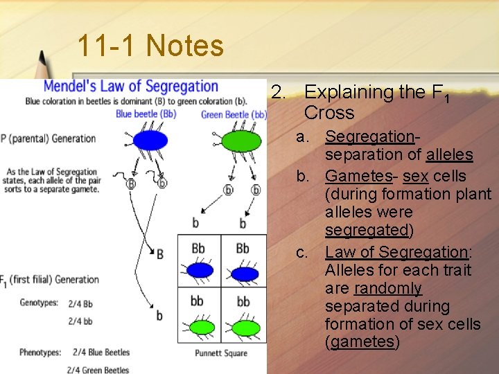 11 -1 Notes 2. Explaining the F 1 Cross a. Segregationseparation of alleles b.