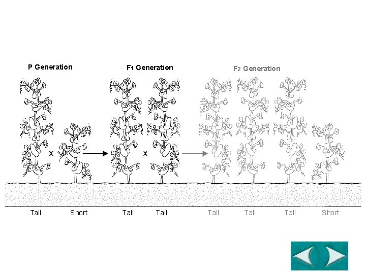 Principles of Dominance Section 11 -1 P Generation Tall Go to Section: Short F