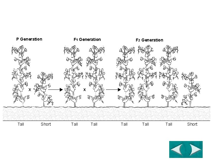 Principles of Dominance Section 11 -1 P Generation Tall Go to Section: Short F