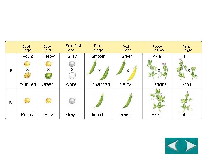 Figure 11 -3 Mendel’s Seven F 1 Crosses on Pea Plants Section 11 -1