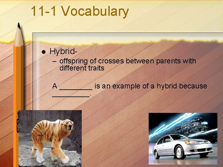 11 -1 Vocabulary l Hybrid– offspring of crosses between parents with different traits A