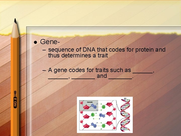 l Gene– sequence of DNA that codes for protein and thus determines a trait