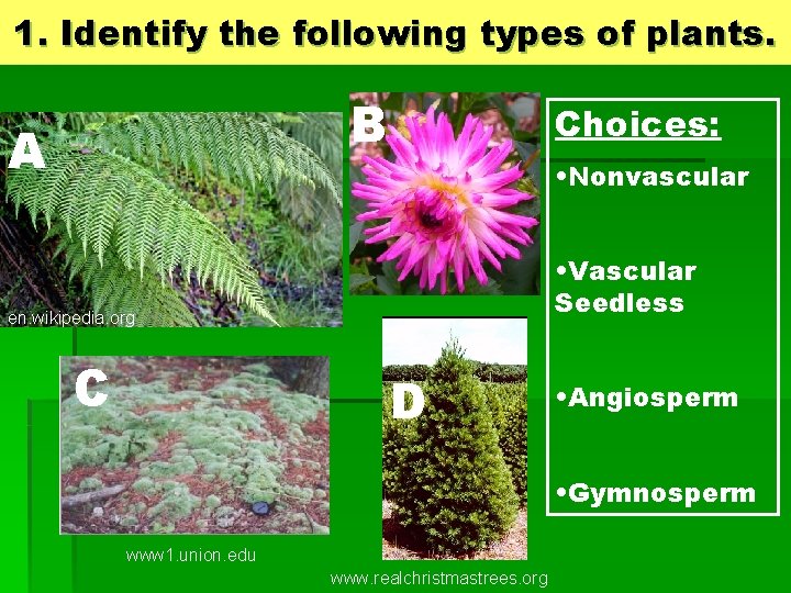 1. Identify the following types of plants. B A Choices: • Nonvascular • Vascular