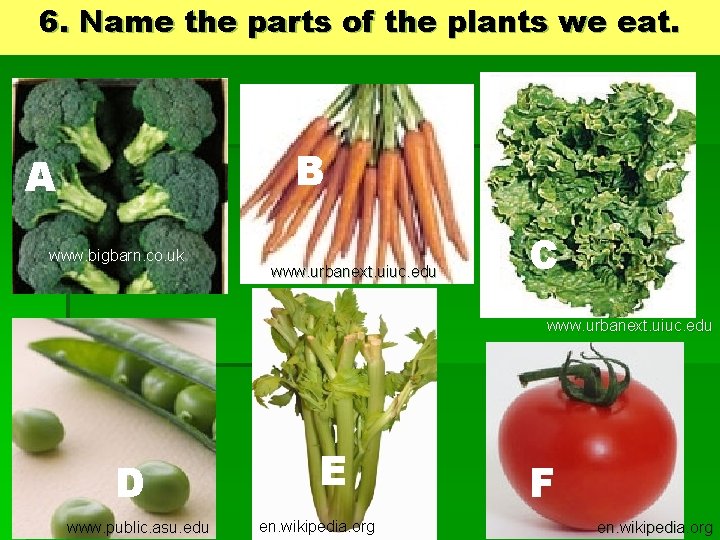 6. Name the parts of the plants we eat. B A www. bigbarn. co.