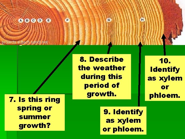 projects. edtech. sandi. net § 7. Is this ring spring or summer growth? 8.