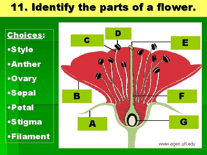 11. Identify the parts of a flower. Choices: C • Style D E •