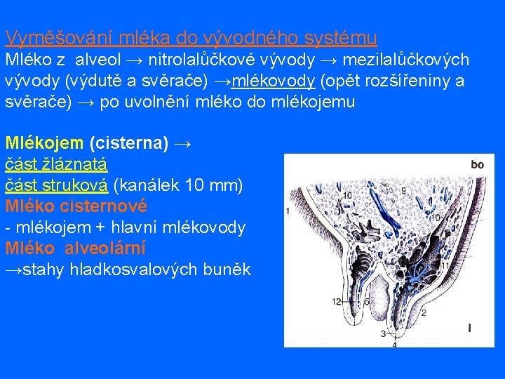 Vyměšování mléka do vývodného systému Mléko z alveol → nitrolalůčkové vývody → mezilalůčkových vývody