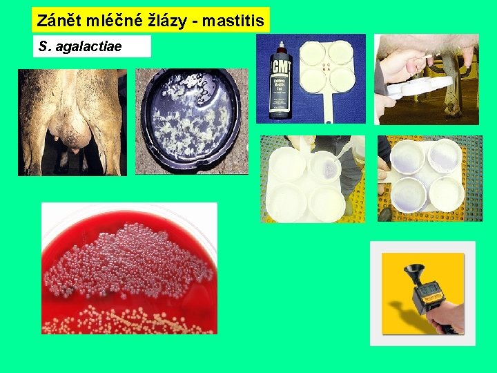 Zánět mléčné žlázy - mastitis S. agalactiae 