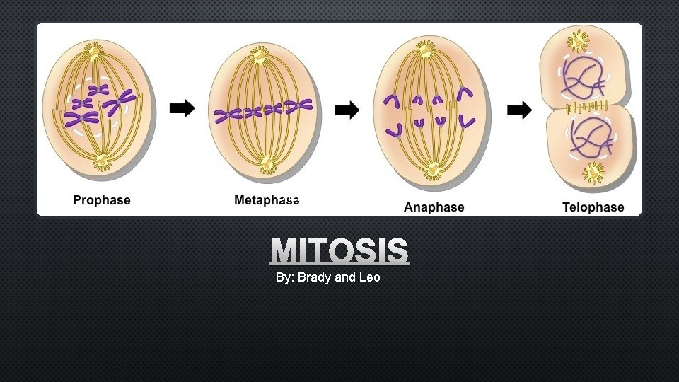 Click to add text MITOSIS By: Brady and Leo 