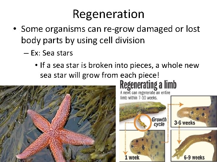 Regeneration • Some organisms can re-grow damaged or lost body parts by using cell