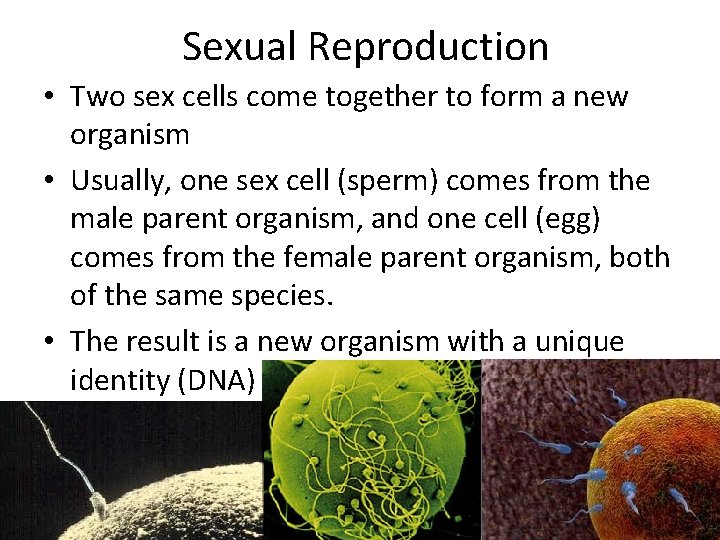 Sexual Reproduction • Two sex cells come together to form a new organism • Sexual Reproduction • Two sex cells come together to form a new organism •