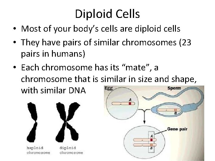 Diploid Cells • Most of your body’s cells are diploid cells • They have