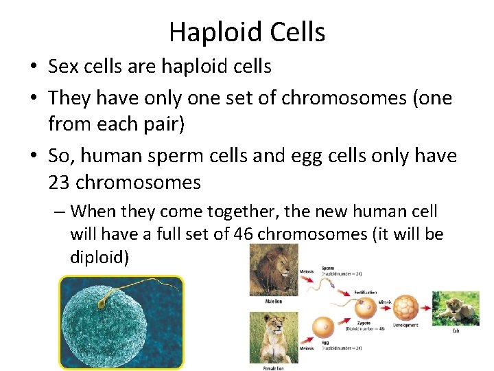 Haploid Cells • Sex cells are haploid cells • They have only one set