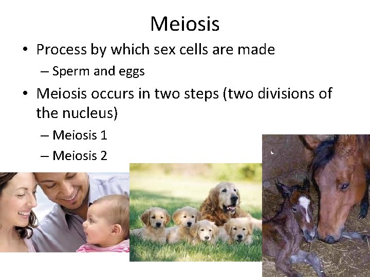 Meiosis • Process by which sex cells are made – Sperm and eggs •