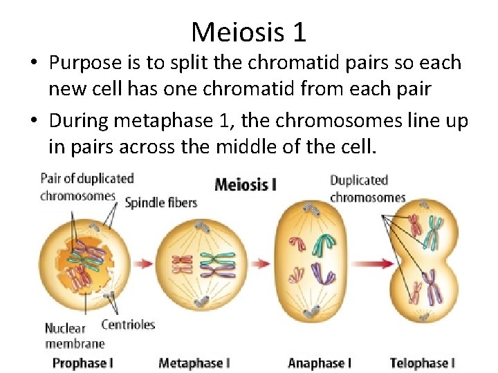 Meiosis 1 • Purpose is to split the chromatid pairs so each new cell Meiosis 1 • Purpose is to split the chromatid pairs so each new cell
