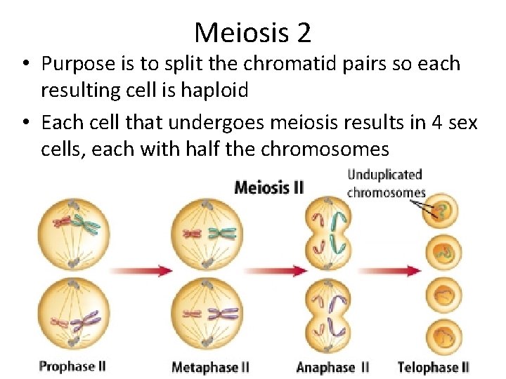 Meiosis 2 • Purpose is to split the chromatid pairs so each resulting cell