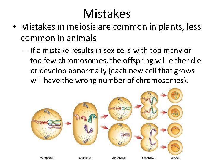 Mistakes • Mistakes in meiosis are common in plants, less common in animals – Mistakes • Mistakes in meiosis are common in plants, less common in animals –