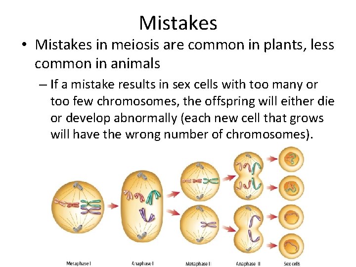 Mistakes • Mistakes in meiosis are common in plants, less common in animals –