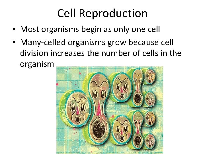 Cell Reproduction • Most organisms begin as only one cell • Many-celled organisms grow