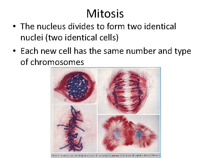 Mitosis • The nucleus divides to form two identical nuclei (two identical cells) •