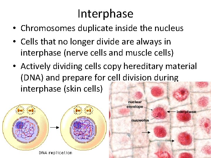 Interphase • Chromosomes duplicate inside the nucleus • Cells that no longer divide are