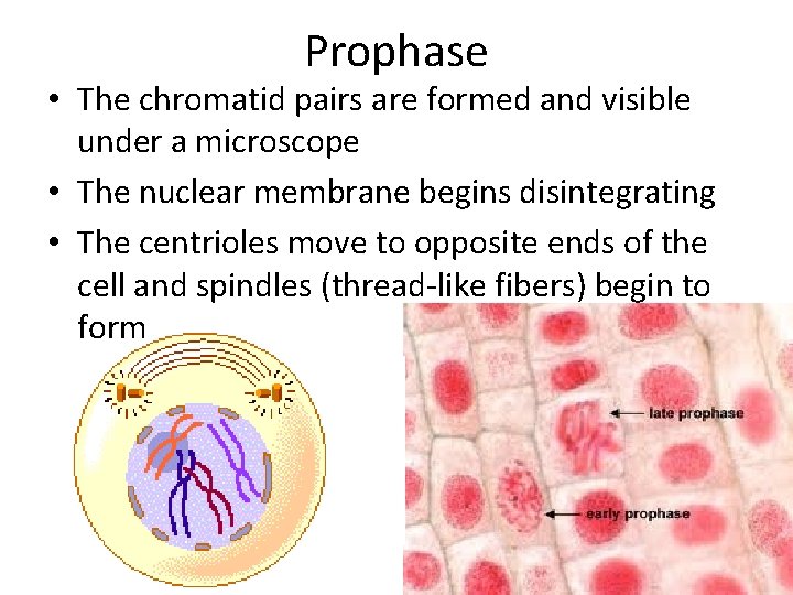 Prophase • The chromatid pairs are formed and visible under a microscope • The