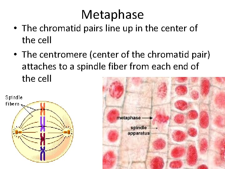 Metaphase • The chromatid pairs line up in the center of the cell •