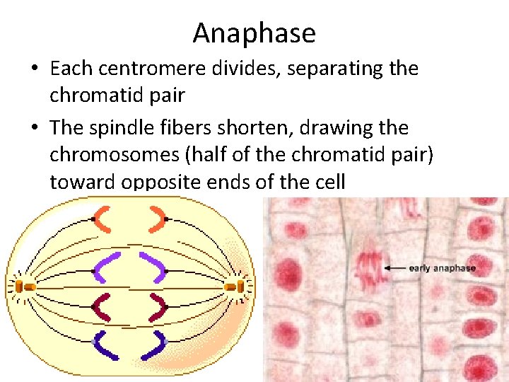 Anaphase • Each centromere divides, separating the chromatid pair • The spindle fibers shorten,