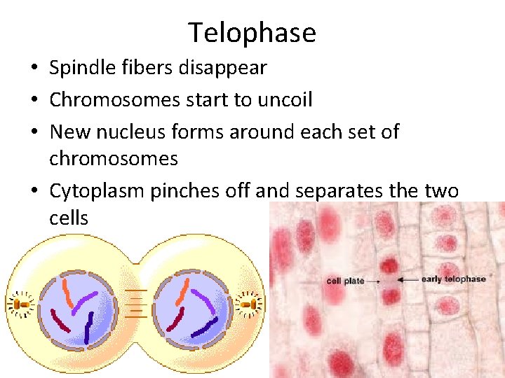 Telophase • Spindle fibers disappear • Chromosomes start to uncoil • New nucleus forms Telophase • Spindle fibers disappear • Chromosomes start to uncoil • New nucleus forms