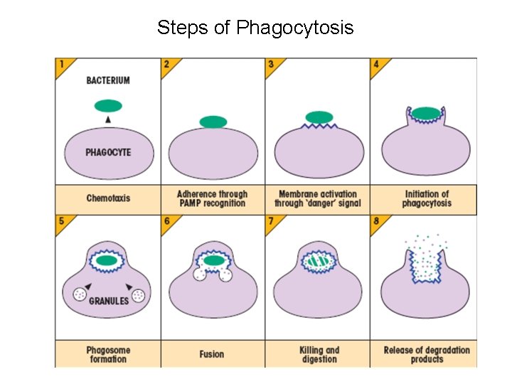 Steps of Phagocytosis 