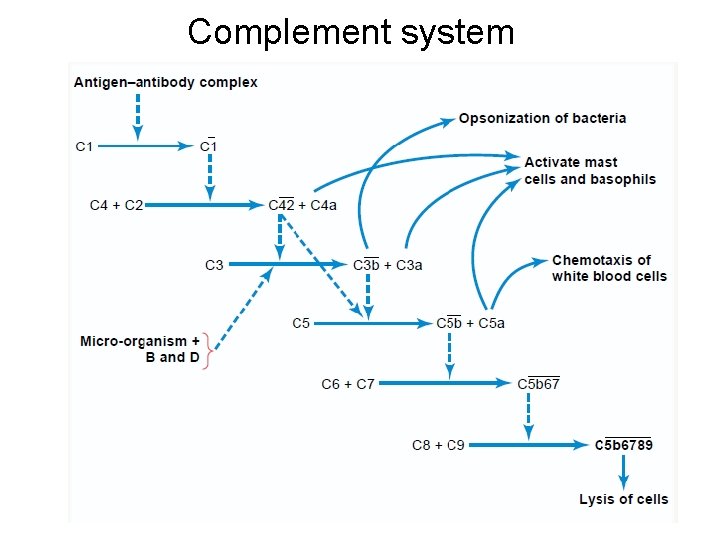 Complement system 