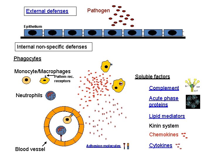 Pathogen External defenses Epithelium Internal non-specific defenses Phagocytes Monocyte/Macrophages Soluble factors Pattern receptors Complement