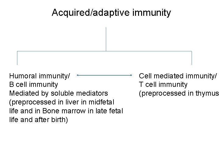 Acquired/adaptive immunity Humoral immunity/ B cell immunity Mediated by soluble mediators (preprocessed in liver
