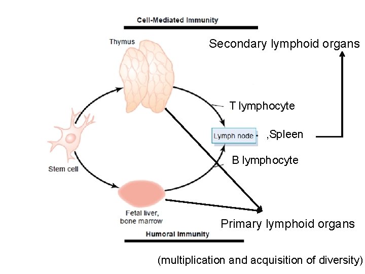 Secondary lymphoid organs T lymphocyte , Spleen B lymphocyte Primary lymphoid organs (multiplication and
