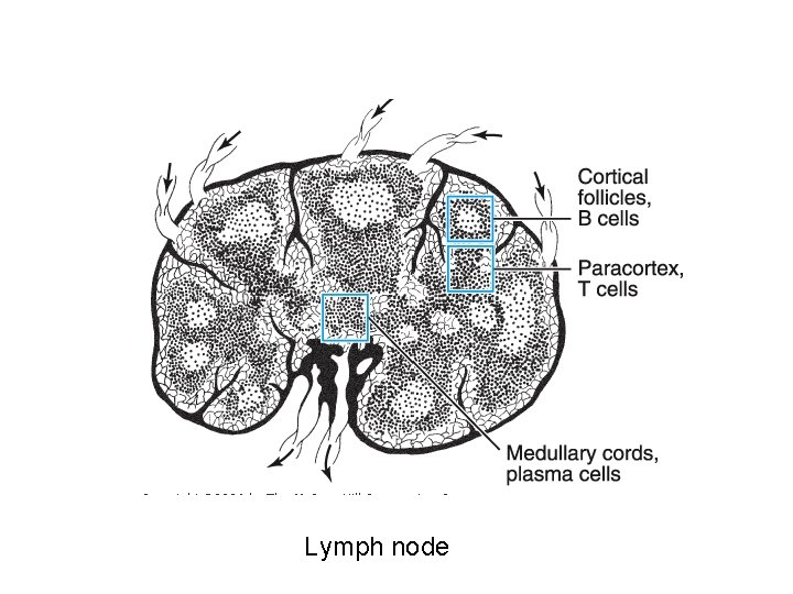 Lymph node 